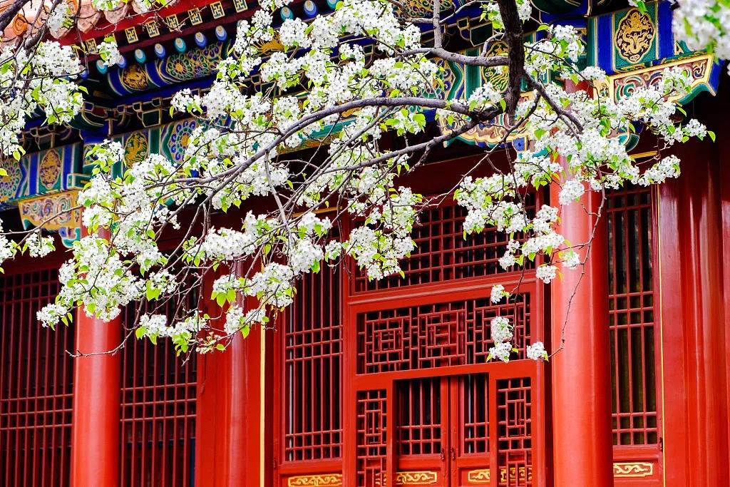 【周武忠】花，一种诗化的中国文化表达